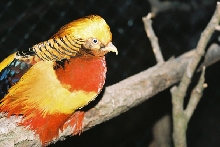 GOLDEN PHEASANT