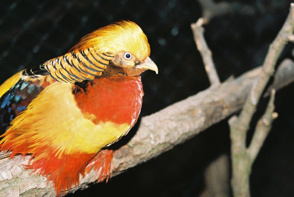 GOLDEN PHEASANT