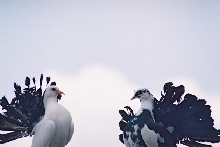 PIGEONS