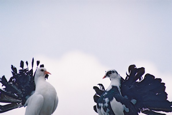 PIGEONS