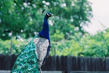 PEACOCK