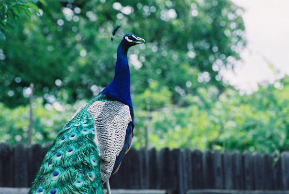 PEACOCK