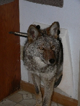 Coyote Visitor
