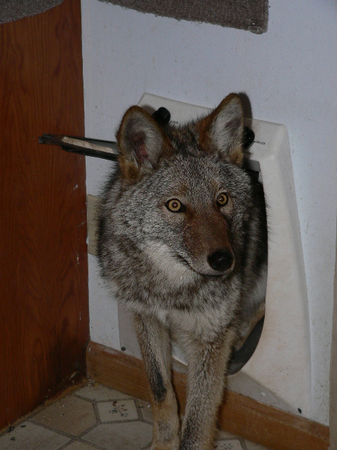 Coyote Visitor