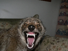 Upset Coyote