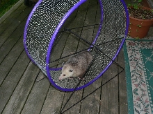 Opossum Exercise