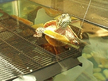 Kurgan chilling out