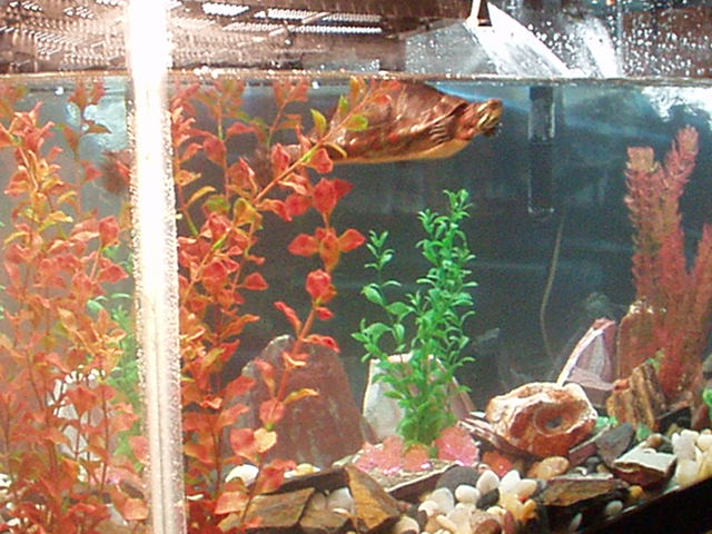 Kurgan's tank