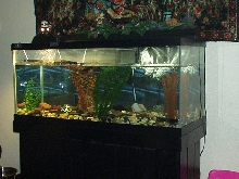 Tank setup