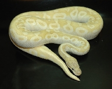 Pastel Crystal