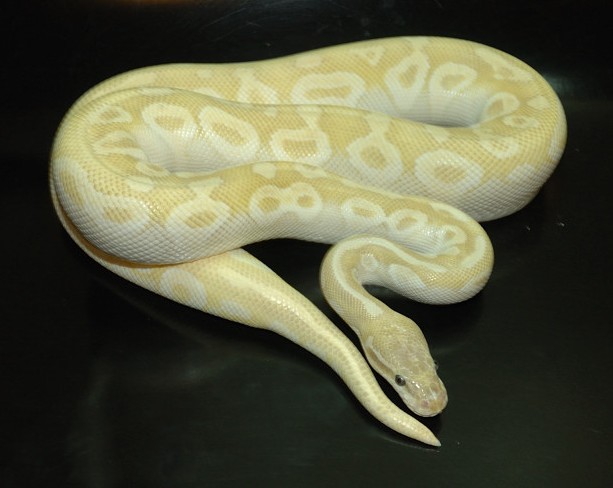 Pastel Crystal