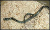 SpeckledKIngsnake?