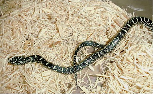 SpeckledKIngsnake?