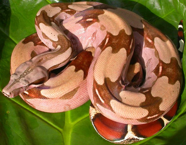 Guyana BCC