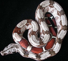 '04 Guyana Male