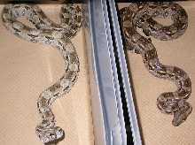 Sibling Cay Caulker Island BCI
