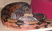 Gravid 6/10/07