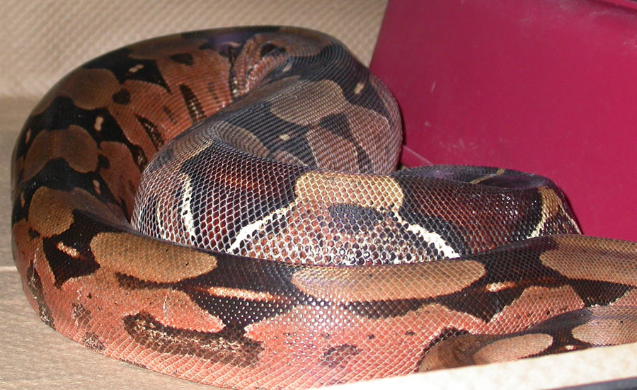 Gravid 6/10/07