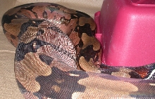 Gravid and leaning 6/18/07