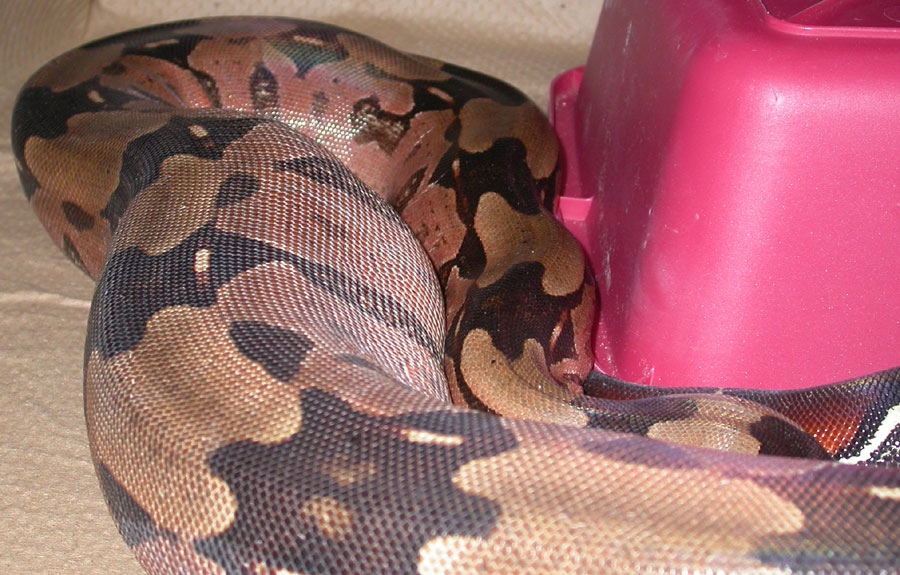 Gravid and leaning 6/18/07