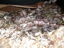 Rose's first litter