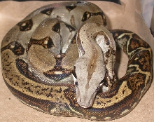Female Panamanian