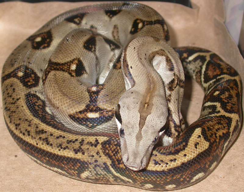 Female Panamanian