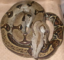 Female Panamanian