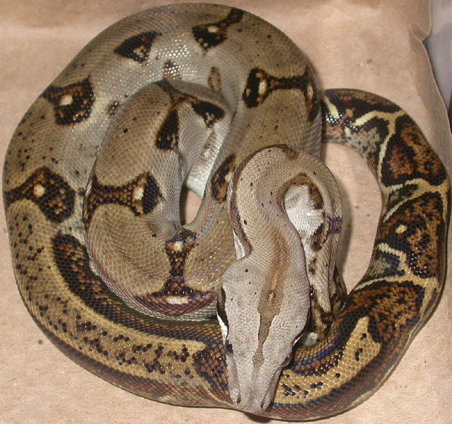 Female Panamanian