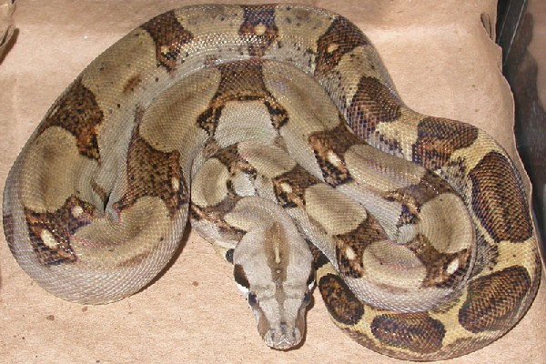 ball python: ball python (python regius) Images High... kingsnake.com photo gallery > Boa Constrictors > Male panamanian