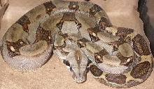 Male Panamanian