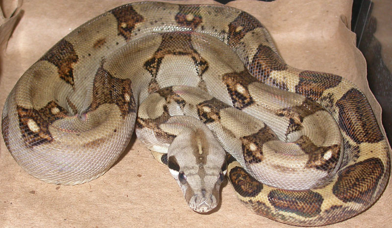 Male Panamanian
