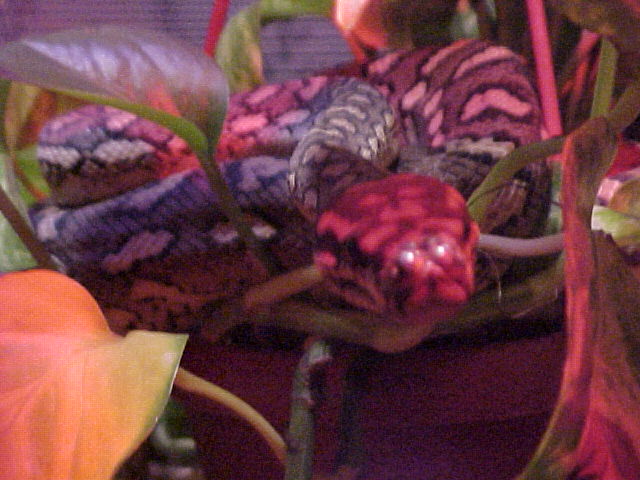 Carpet Python 3