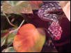 Carpet Python 4