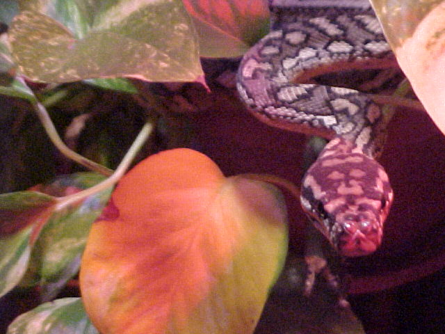 Carpet Python 4