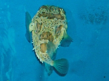 Saltwater - Austin Aquariums