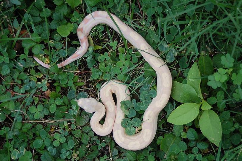 motley in grass