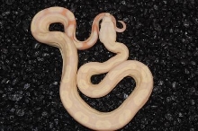 albino motley