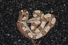 het albino motley