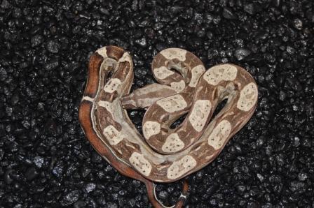 het albino motley