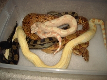 snakes in a tub