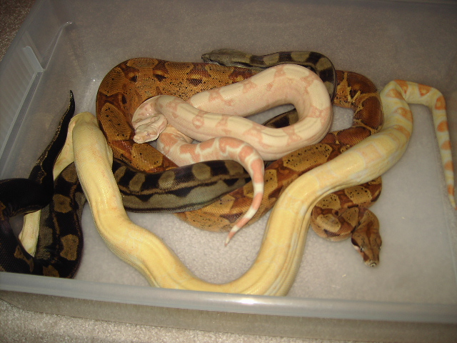 snakes in a tub