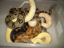 snakes in a tub2