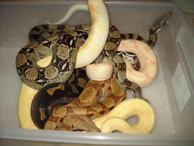 snakes in a tub2