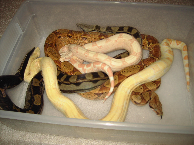 snakes in a tub3