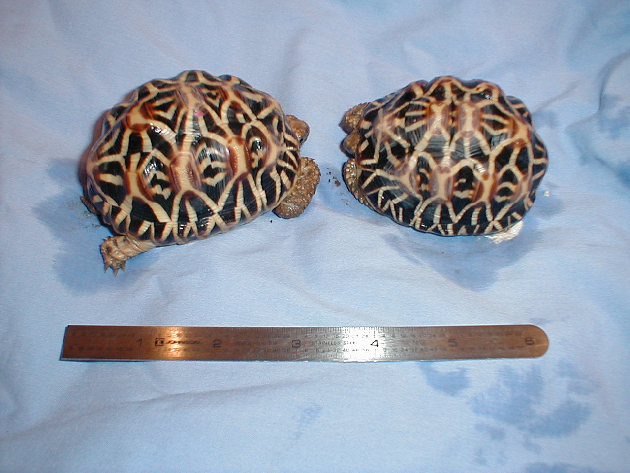 1999 c.b.b Star Tortoises