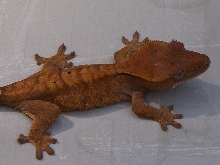 dalmation orange tiger ciliatus