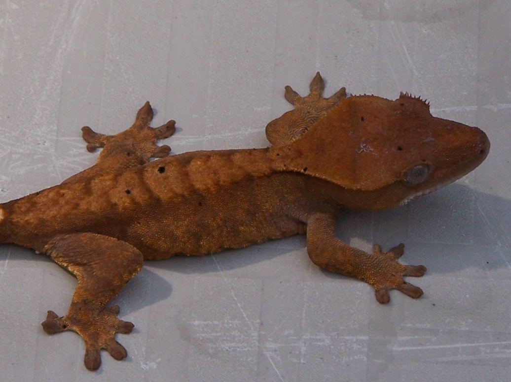 dalmation orange tiger ciliatus