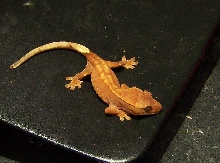 orange tiger? Ciliatus