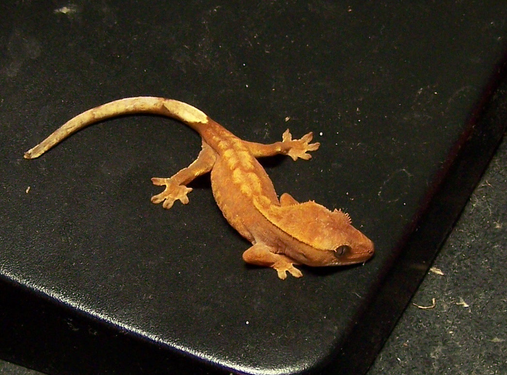 orange tiger? Ciliatus